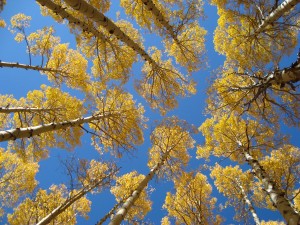 Golden Aspens Whispers from the Father